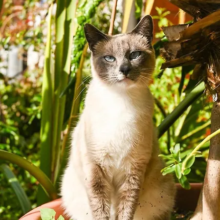 Chamorga - - - Santa Cruz de Tenerife