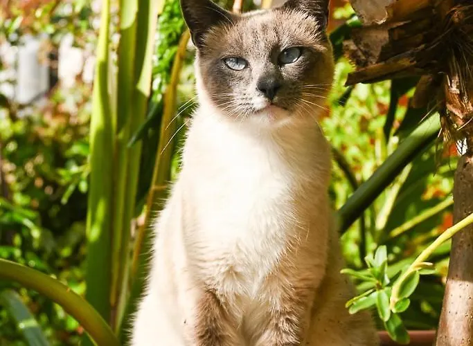 Chamorga - - - Santa Cruz de Tenerife